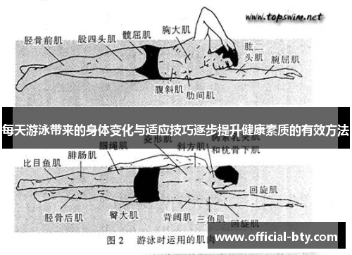 每天游泳带来的身体变化与适应技巧逐步提升健康素质的有效方法